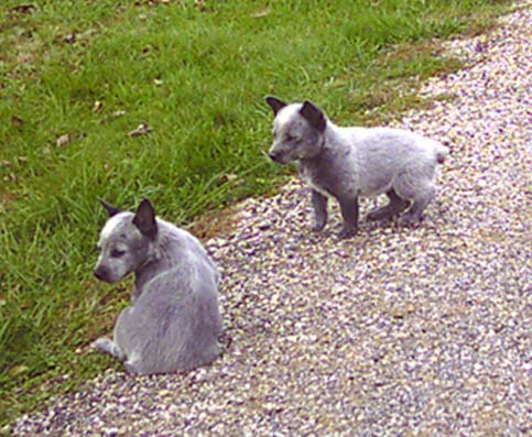 http://www.greenridgestables.iceryder.net/images/pups2.jpg